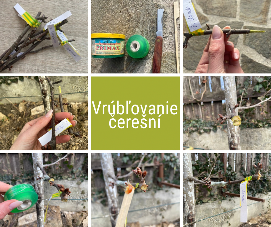 Postup štepenia za kôru ovocného stromu